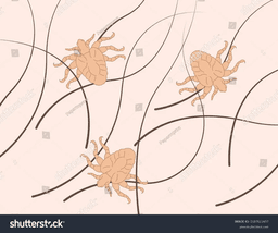 Skin parasite illustration